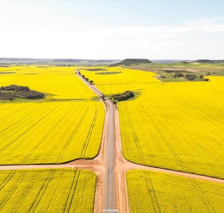 Canola fields Western Australia aerial