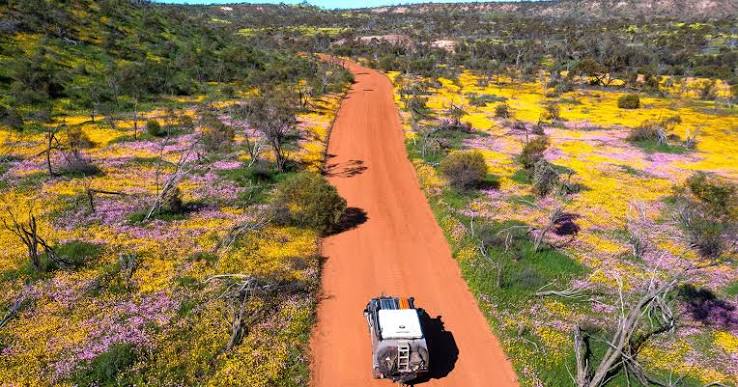 Western Australian wildflowers